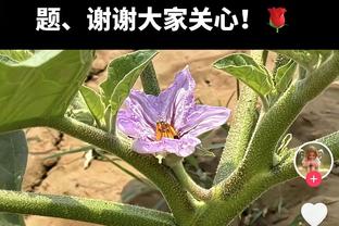 攻防俱佳！浓眉半场14中8砍18分7板4帽1断 多次暴扣虐筐